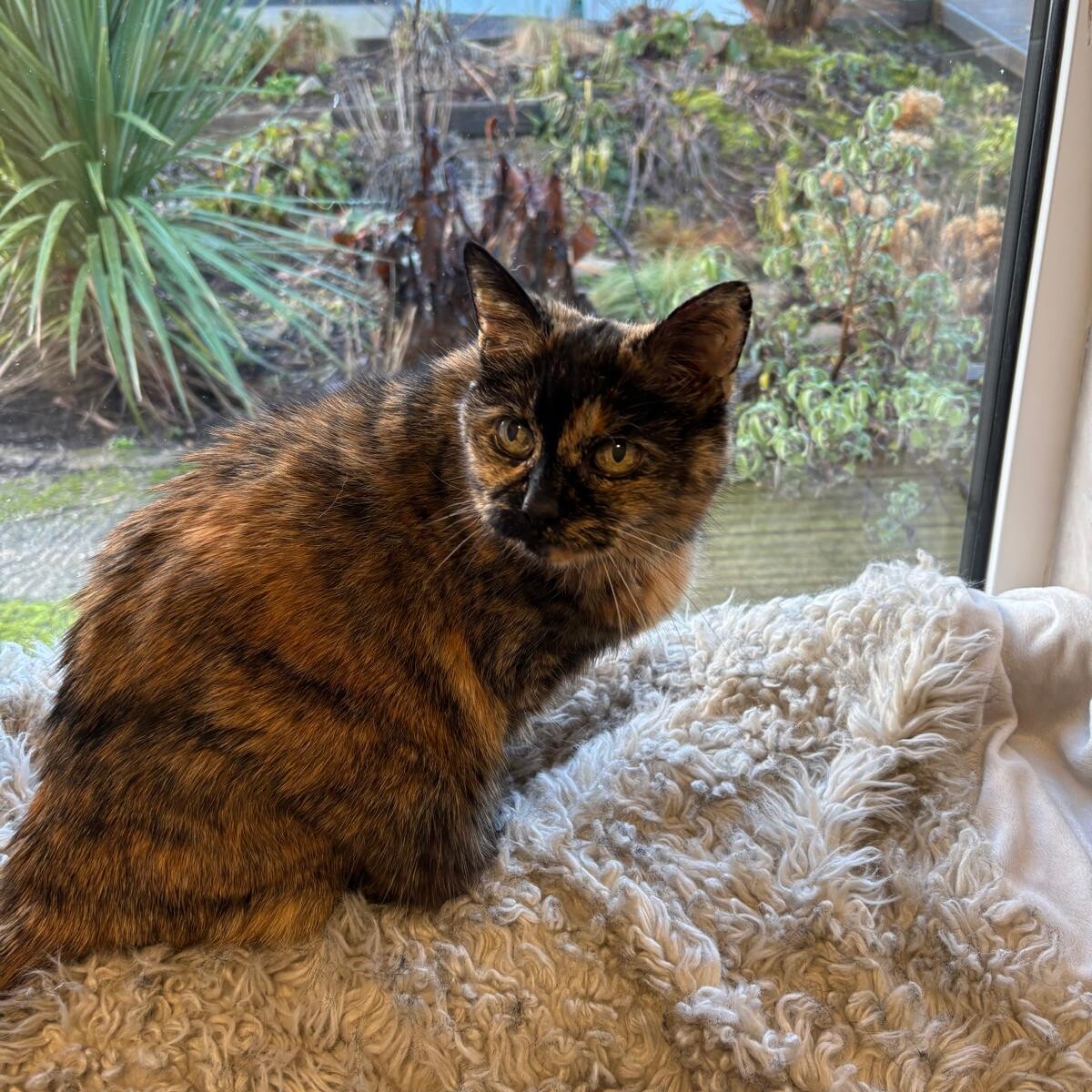 Tortoiseshell cat sitting on a soft bed by a window, looking outside