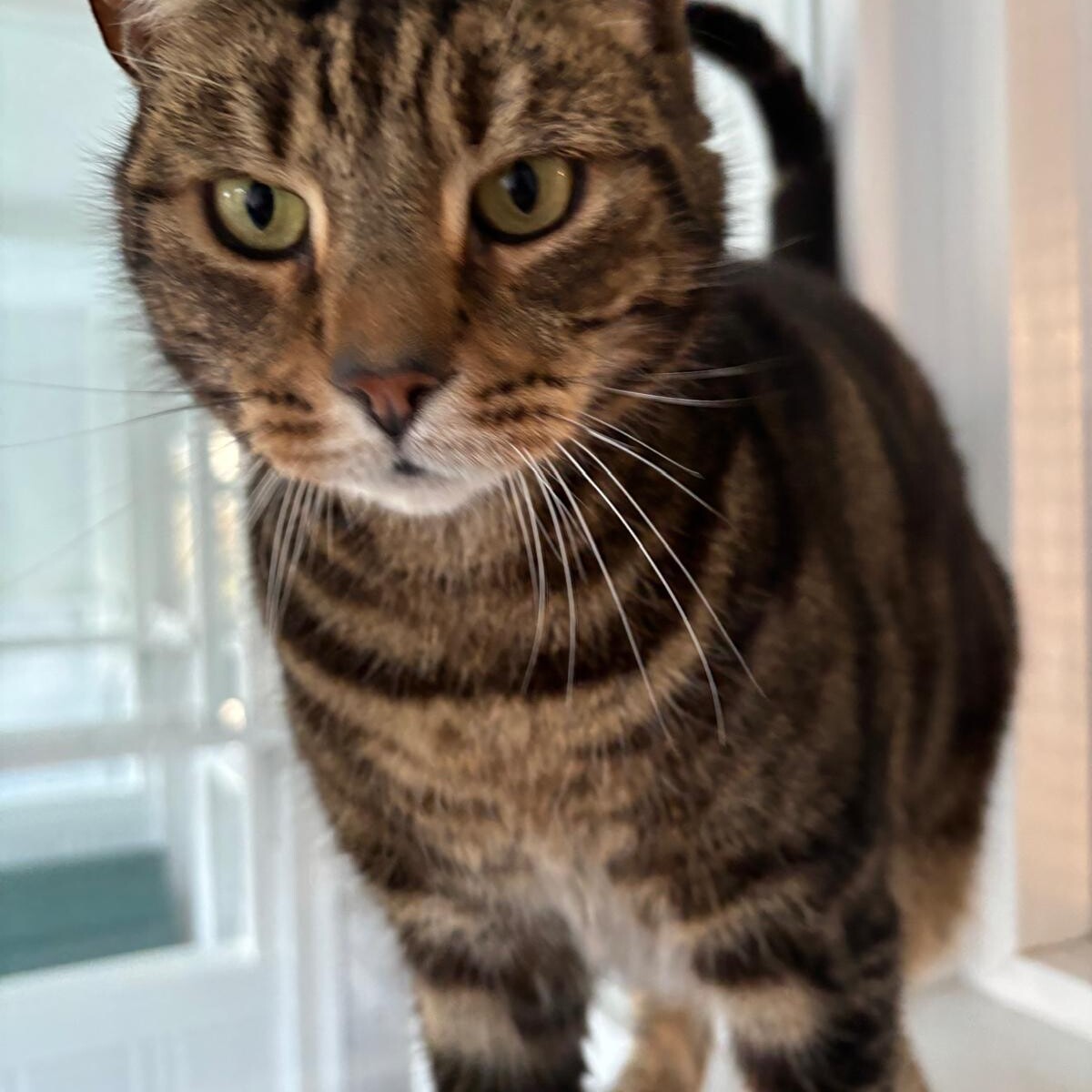 Close-up of a tabby cat standing on a windowsill indoors