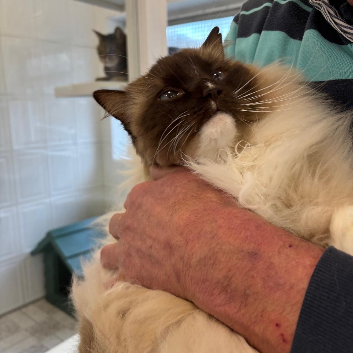 Long-haired cat being gently held indoors