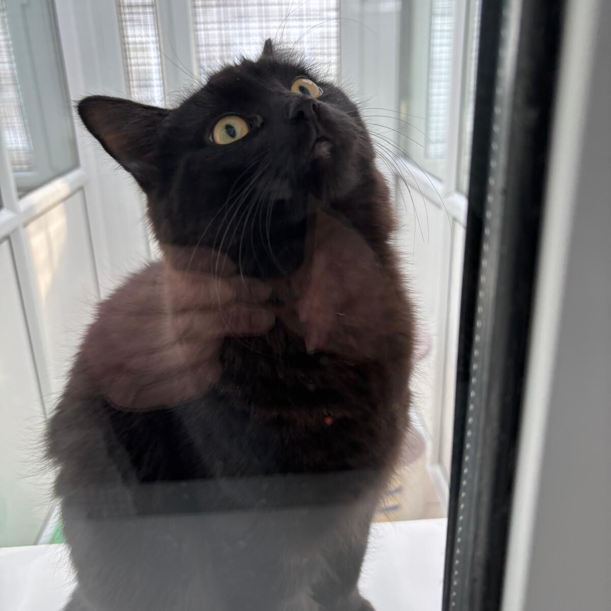Black cat looking upward through a glass door