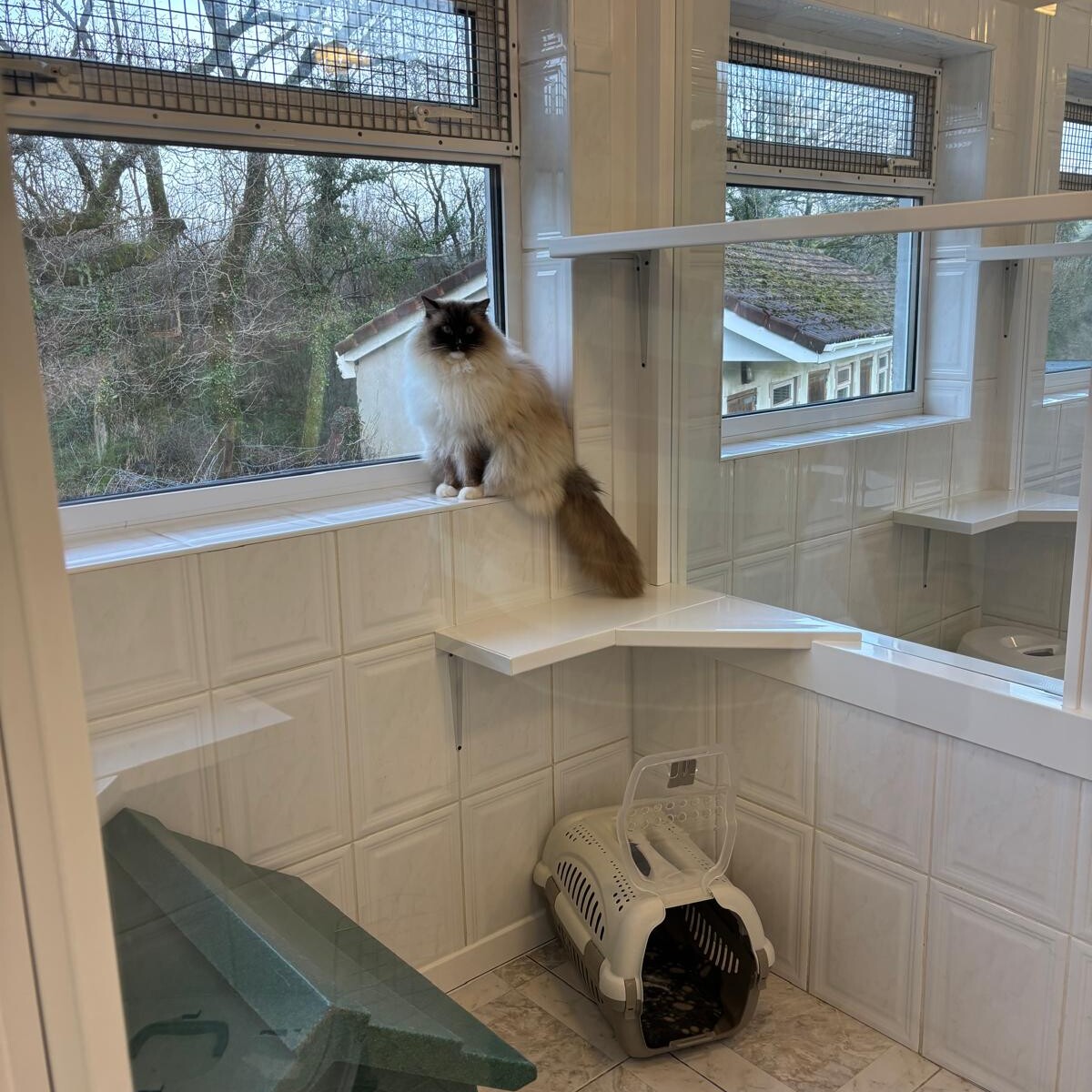 Long-haired cat sitting on a window ledge inside a cat boarding room