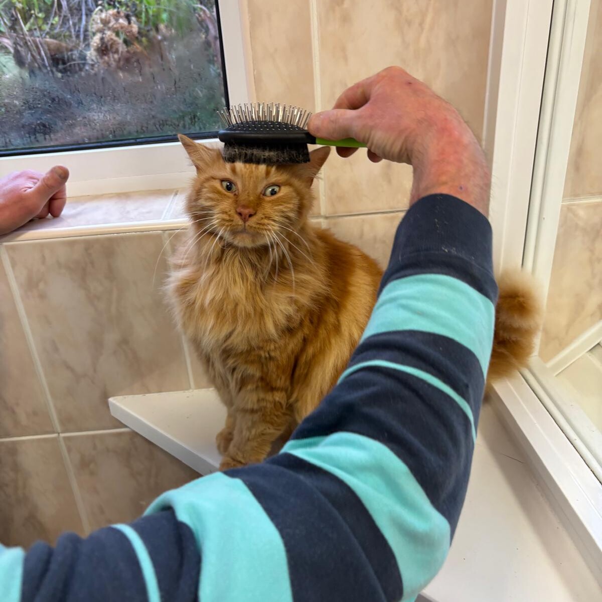 Ginger cat being gently brushed indoors