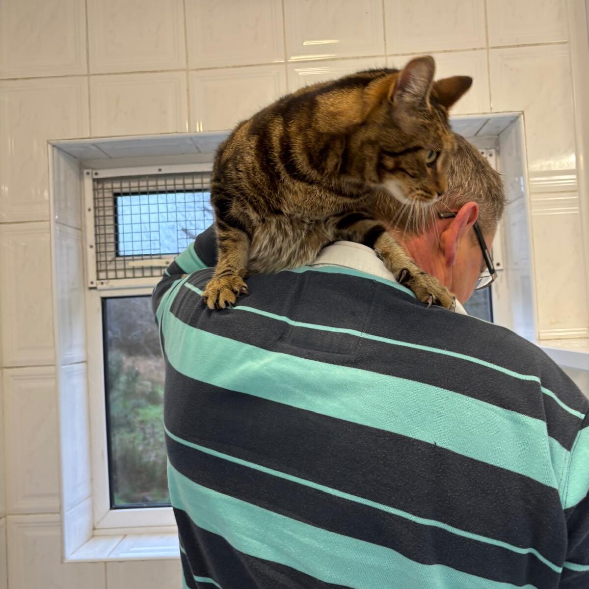 Tabby cat resting across a person’s shoulders inside a cat room