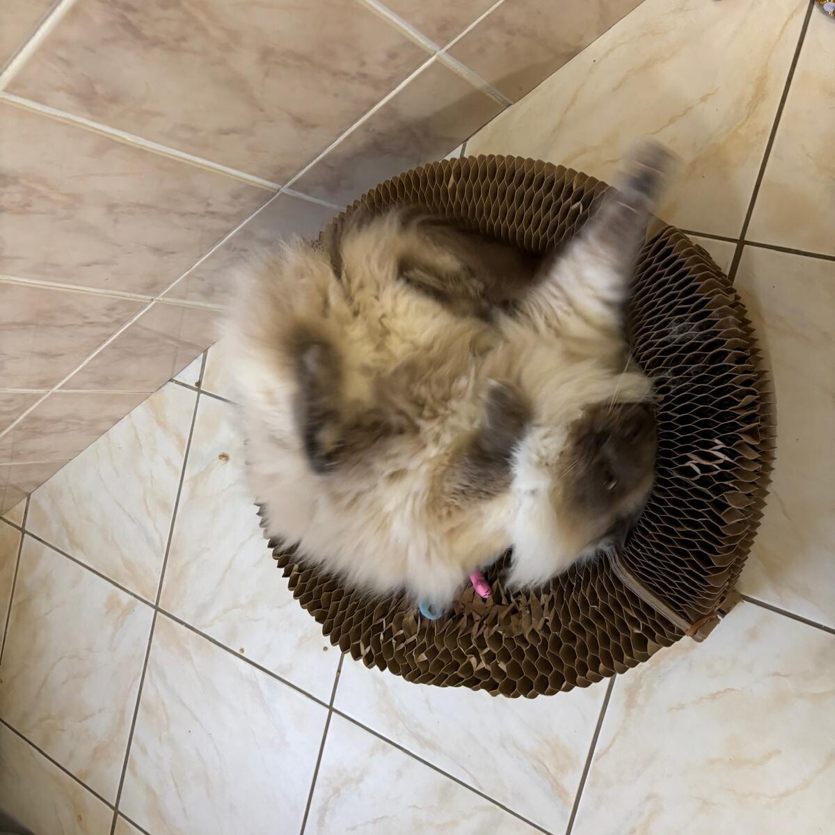Fluffy long-haired cat playing on a circular cardboard scratcher on a tiled floor