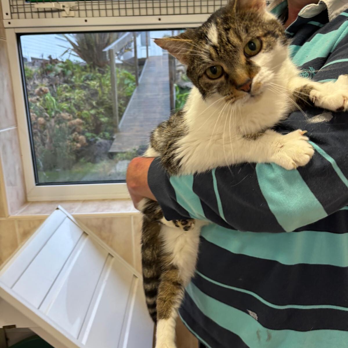 Tabby and white cat being gently held indoors