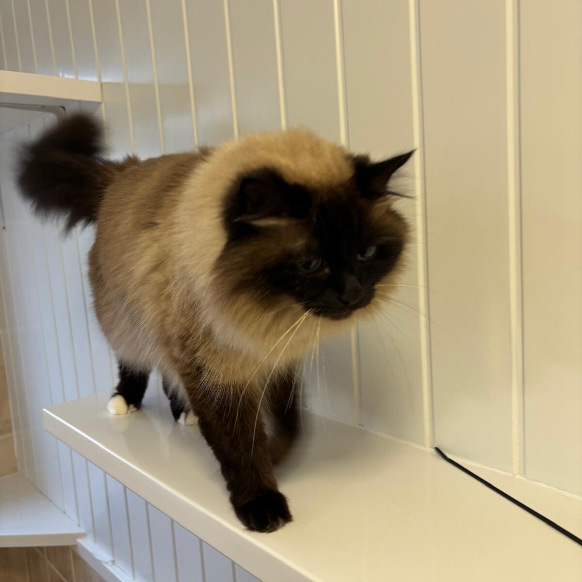 Long-haired cat walking confidently along a wall-mounted shelf indoors