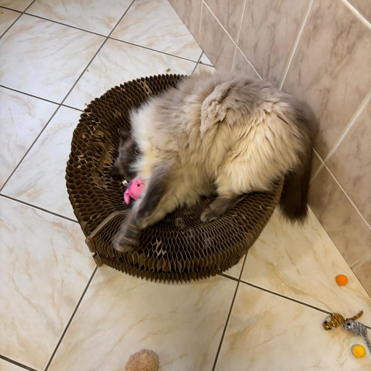 Fluffy long-haired cat playing with a toy inside a round cardboard scratcher