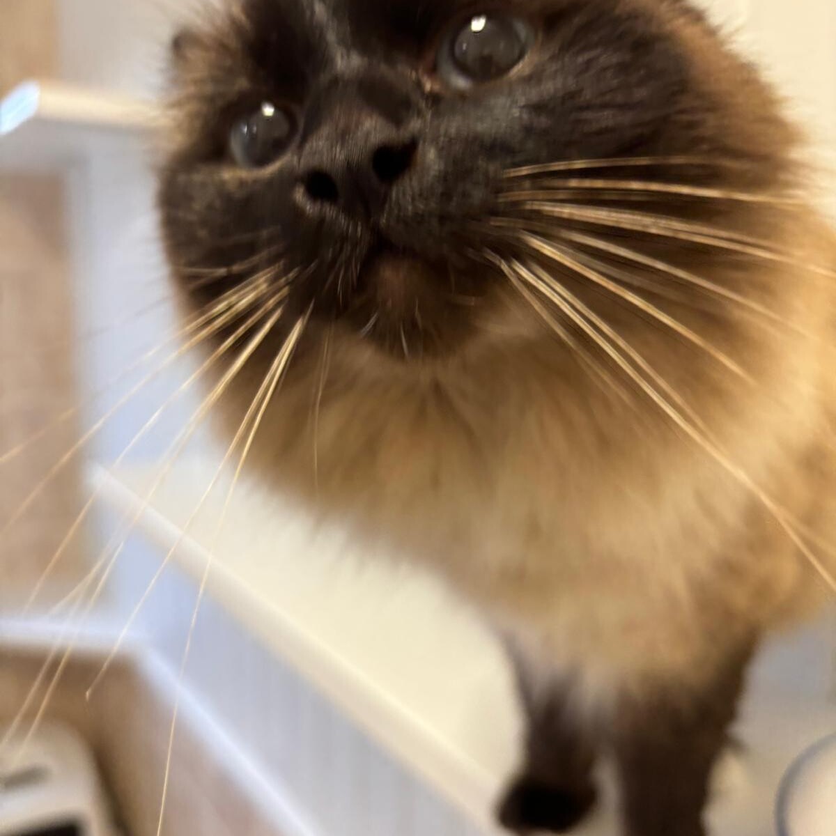 Close-up of a fluffy cat’s face with wide eyes and prominent whiskers