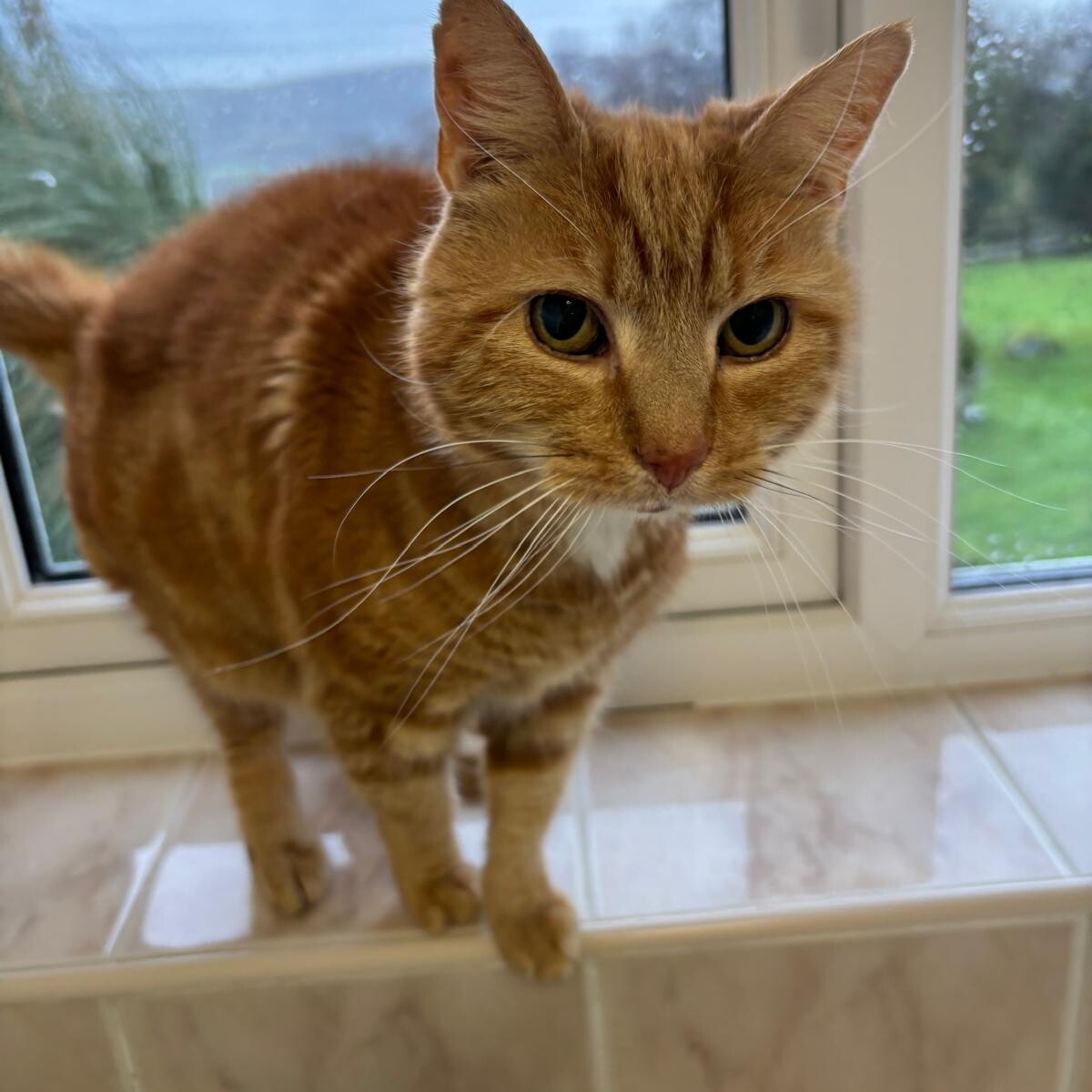 Ginger cat standing on a windowsill indoors, looking directly at the camera