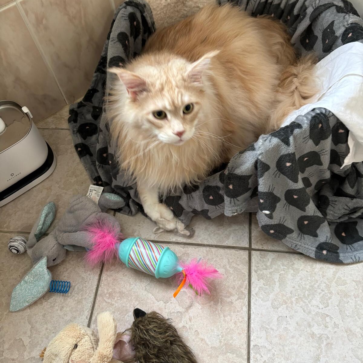 Cream long-haired cat relaxing in a cosy bed with toys on a tiled floor